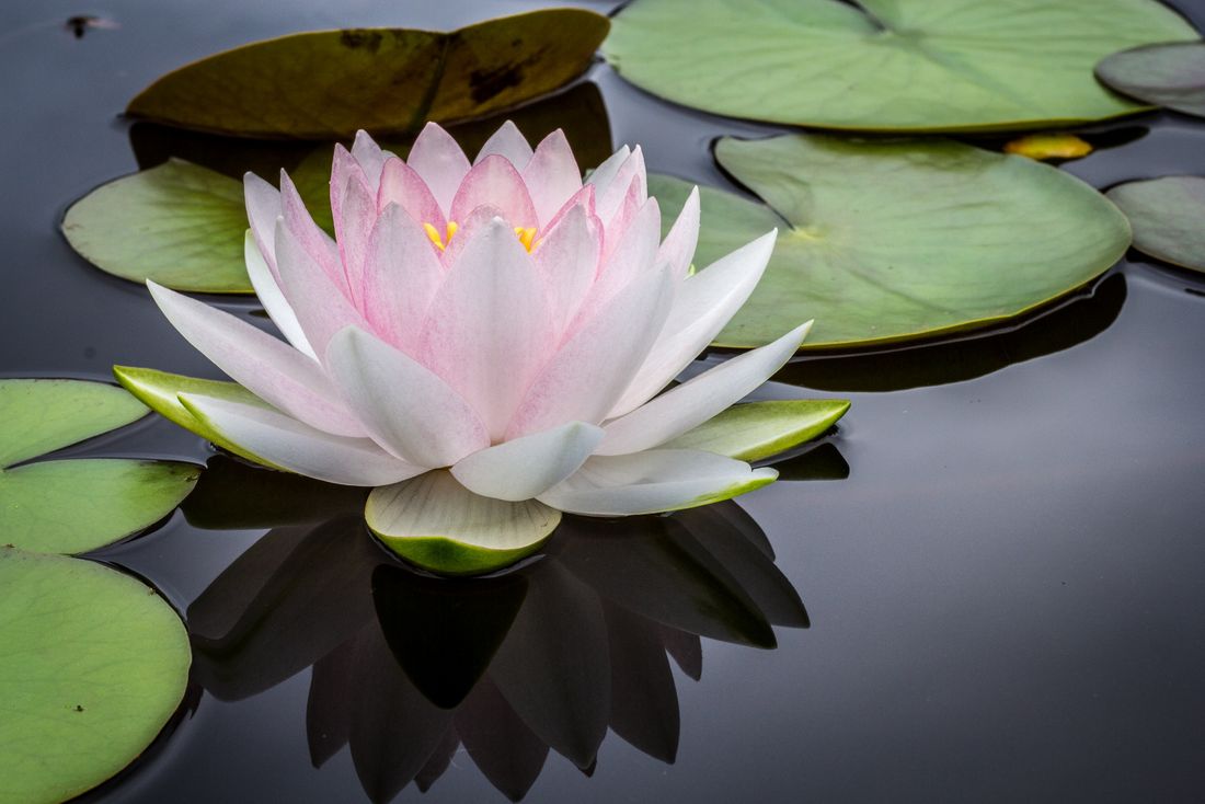 jay-castor-7AcMUSYRZpU-unsplash jay-castor-7AcMUSYRZpU-unsplash